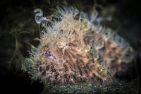 Hairy frogfish dangling its lure above its mouth - poster print.