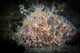 Hairy frogfish dangling its lure above its mouth - poster print.