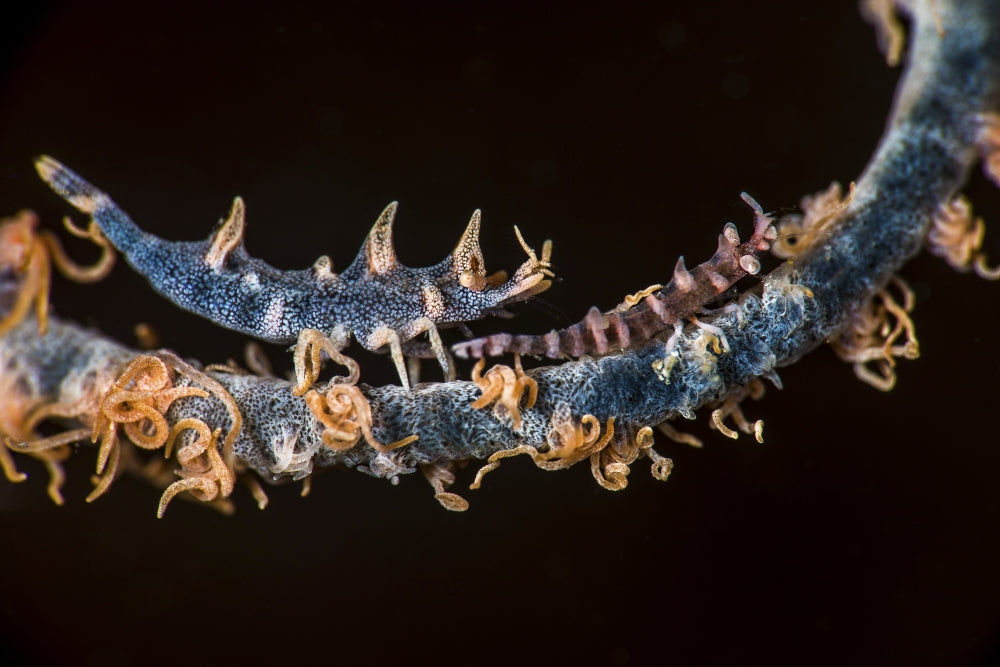 Two shrimp on a whip coral in Anilao, Philippines poster print by Brook Peterson.
