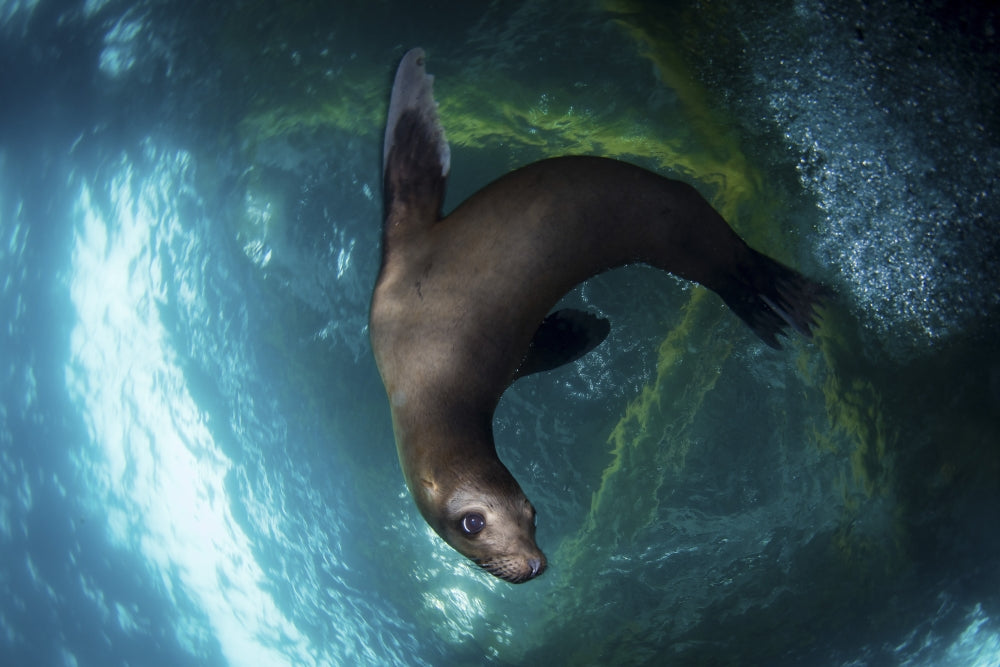 Young sea lion playing under an oil rig platform in Southern California