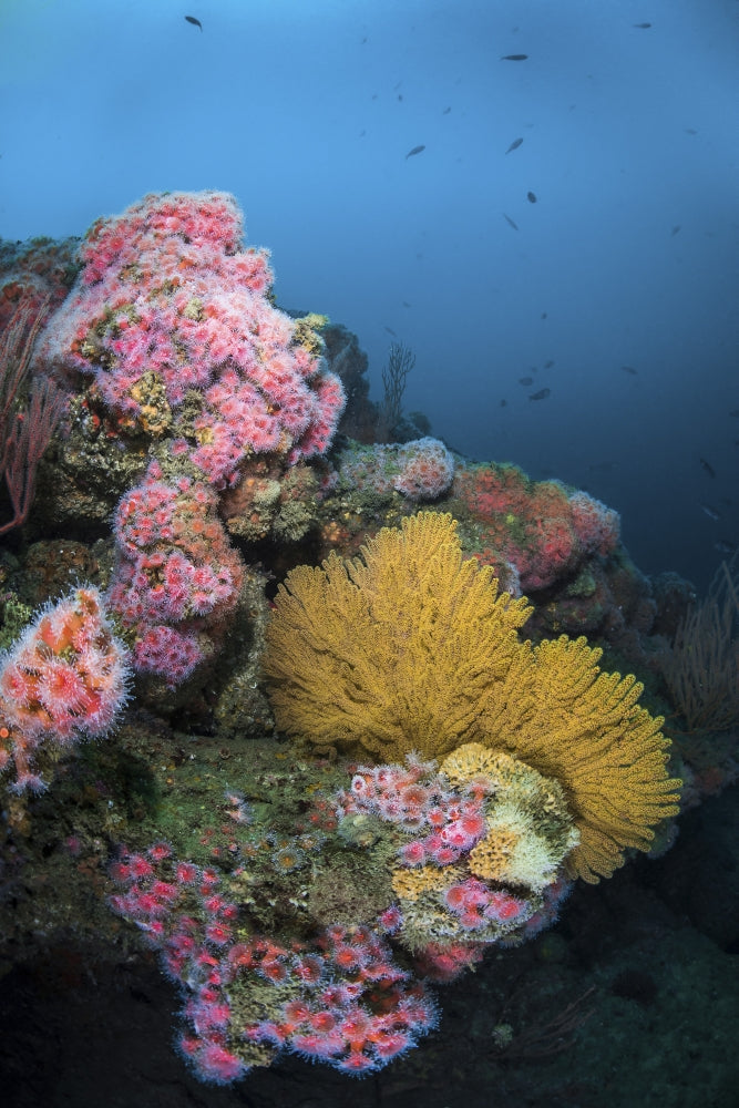 Cup corals and gorgonian sea fans reef poster print by Brook Peterson