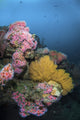 Cup corals and gorgonian sea fans reef poster print by Brook Peterson