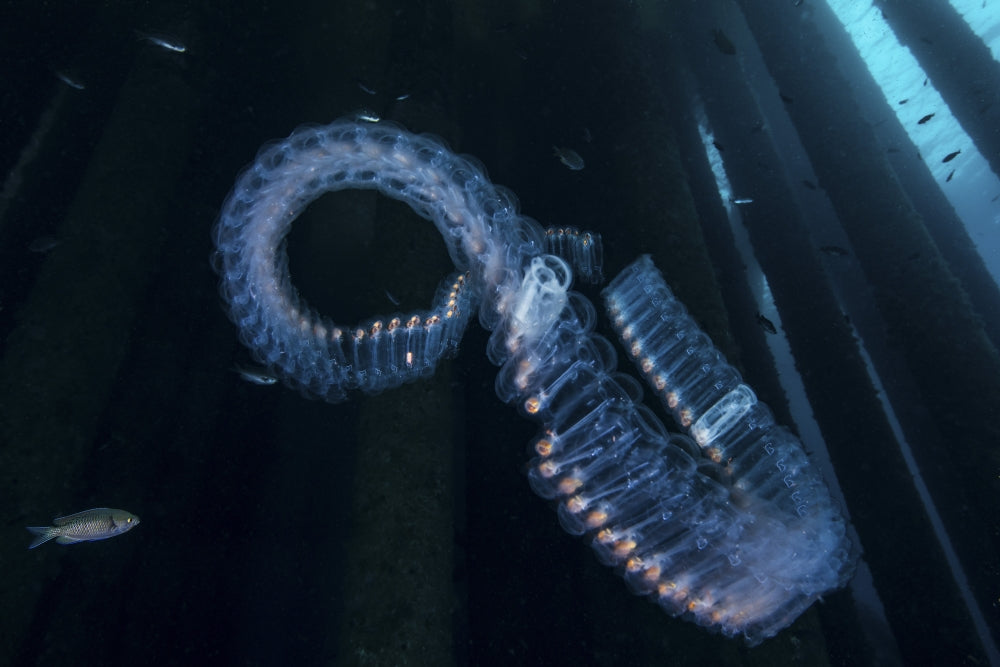 A chain of salp floats by on the current in the Pacific Ocean off California.