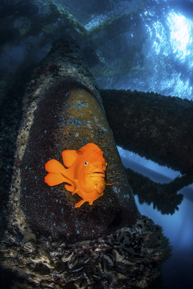 Garibaldi fish guarding its nest on an oil rig poster print.
