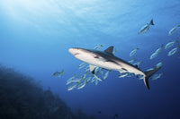 Caribbean reef shark swimming with a school of fish in Grand Cayman.