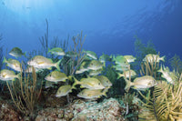 School of Fish Art Print by Brook Peterson showcasing vibrant marine life.