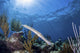 Trumpetfish portrait print showcasing vibrant marine life by Brook Peterson.