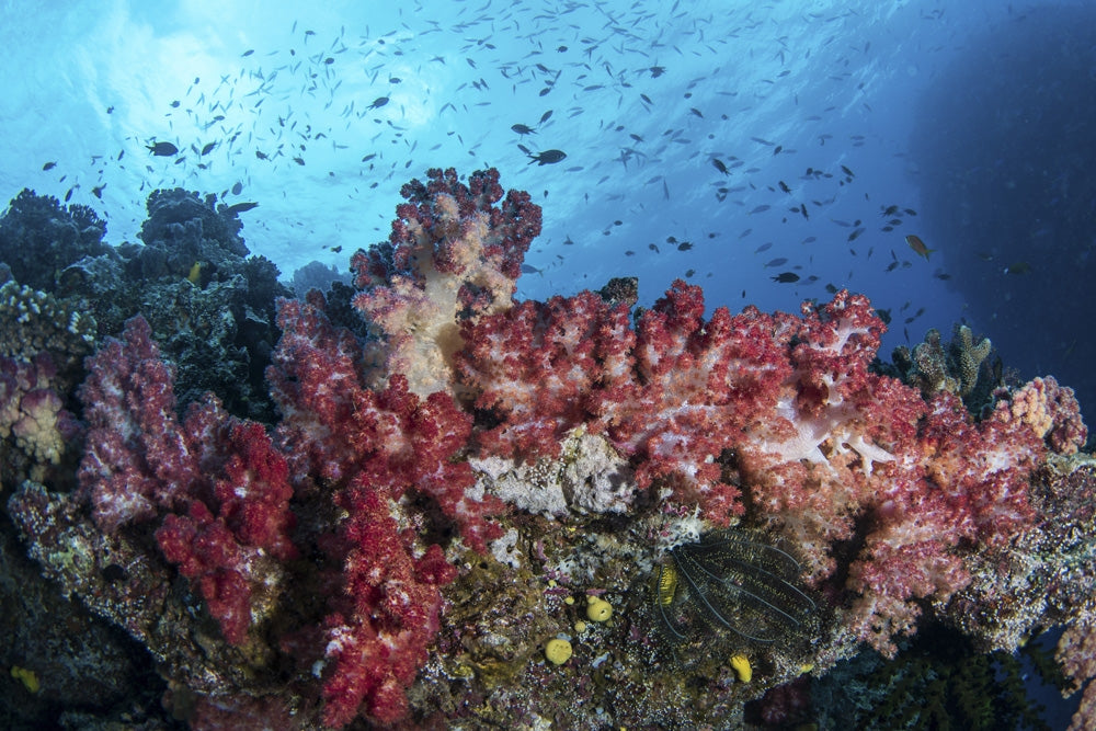 Colorful soft coral and schooling fish poster print from Kadavu Island, Fiji.