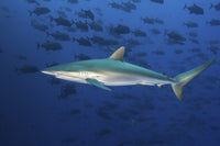 Silky Shark Swimming with Black Jacks Poster Print by Brook Peterson