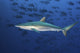 Silky Shark Swimming with Black Jacks Poster Print by Brook Peterson
