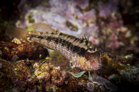 Small Island Kelpfish Poster Print by Brook Peterson showcasing vibrant marine life.