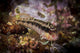 Small Island Kelpfish Poster Print by Brook Peterson showcasing vibrant marine life.
