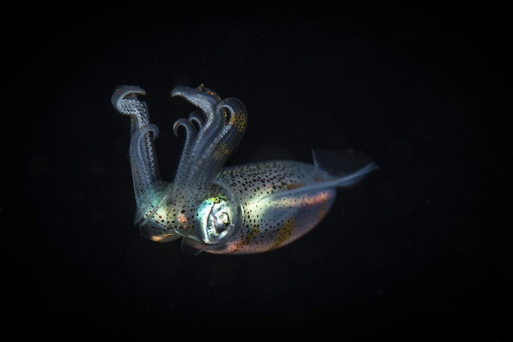 Defensive Reef Squid Poster Print by Brook Peterson showcasing vibrant marine life.