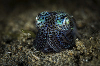 Bobtail Squid Poster Print from Anilao, Philippines, by Brook Peterson.