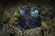 Bobtail Squid Poster Print from Anilao, Philippines, by Brook Peterson.