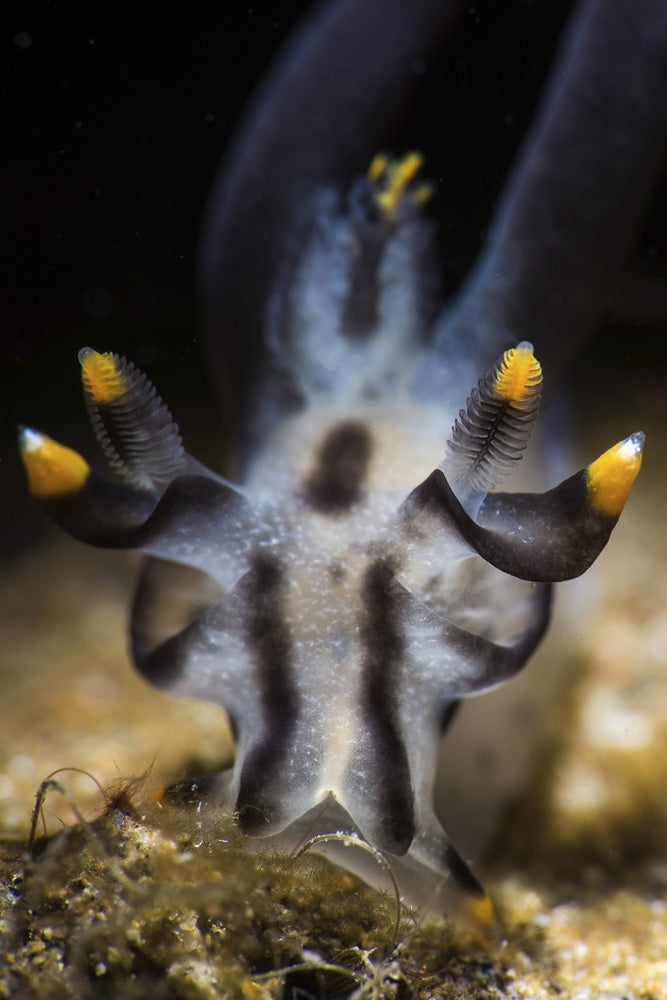 Thecacera Nudibranch Poster Print by Brook Peterson showcasing vibrant marine life.