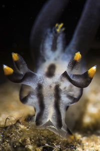 Thecacera Nudibranch Poster Print by Brook Peterson showcasing vibrant marine life.