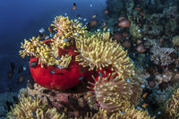 Damsel fish colony in a vibrant sea anemone poster print by Brook Peterson.
