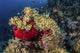 Damsel fish colony in a vibrant sea anemone poster print by Brook Peterson.
