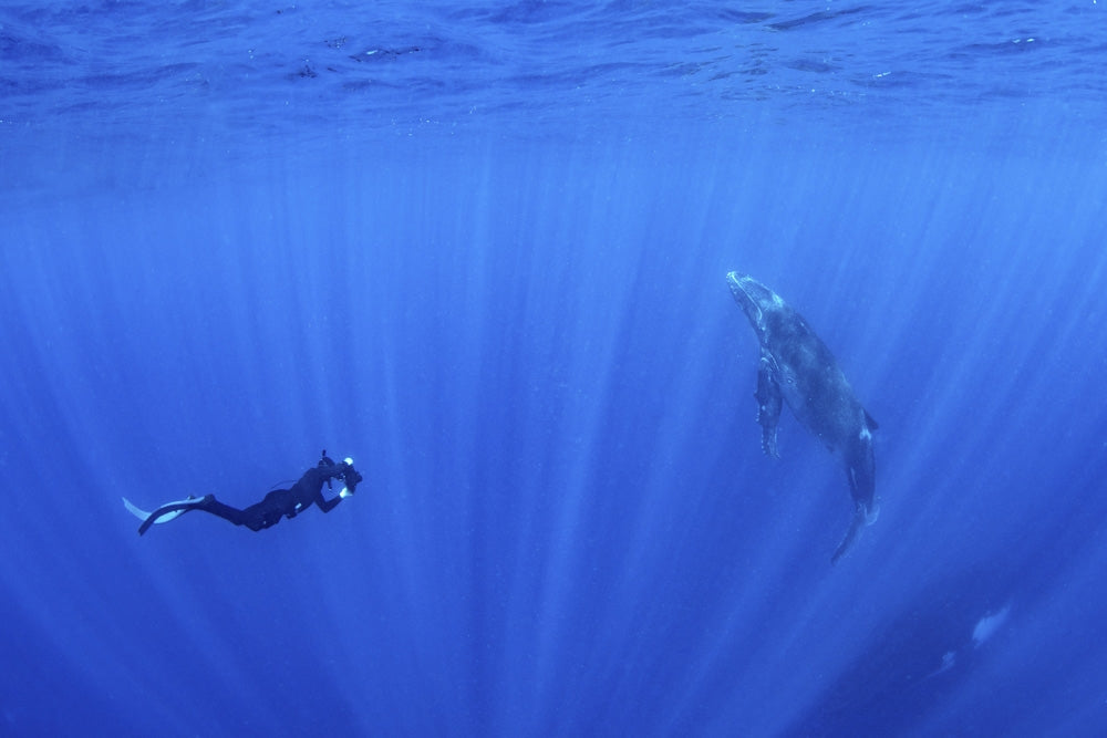Diver photographing a baby whale at the surface - stunning ocean artwork.