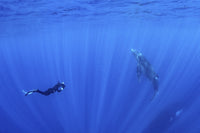 Diver photographing a baby whale at the surface - stunning ocean artwork.