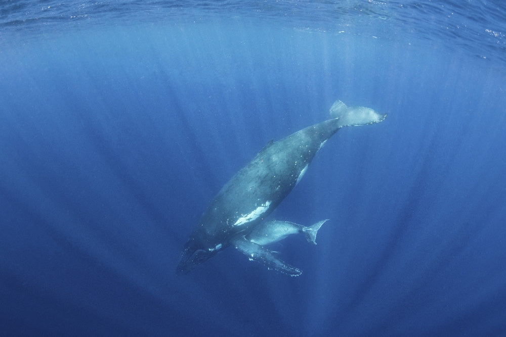 Mother humpback whale teaching her calf to hold its breath poster print.