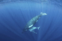 Mother humpback whale teaching her calf to hold its breath poster print.