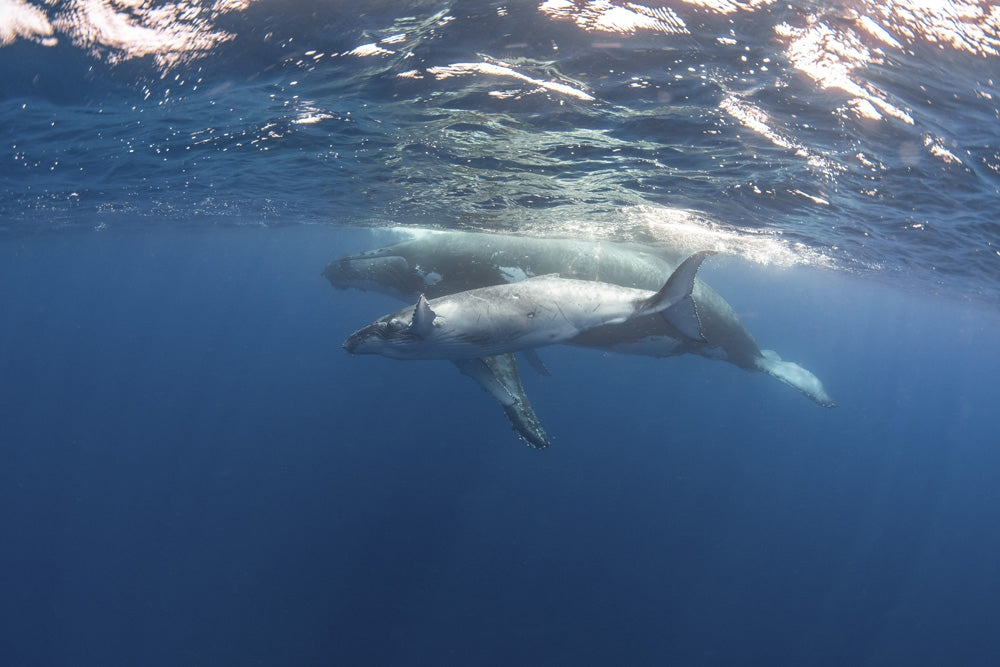 Art print of an adult whale and her calf swimming underwater.