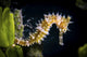 Thorny Seahorse Poster Print by Brook Peterson featuring underwater scene in Anilao, Philippines.