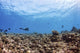 A diver exploring a vibrant reef near Rangiroa, French Polynesia - Poster Print
