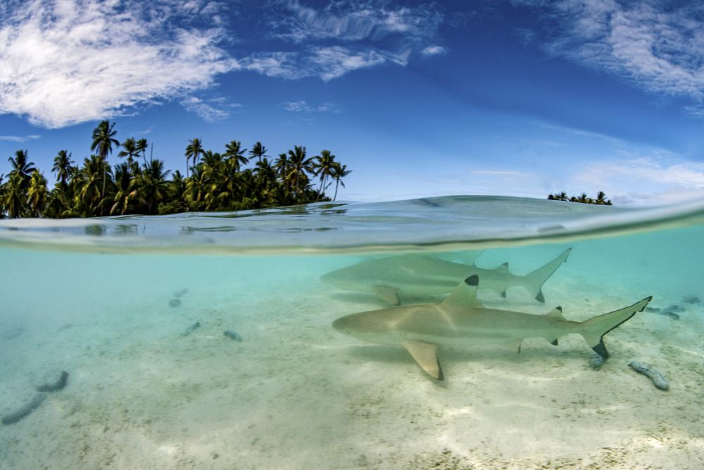 Blacktip Reef Sharks Poster Print by Brook Peterson showcasing marine life.