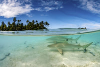 Blacktip Reef Sharks Poster Print by Brook Peterson showcasing marine life.