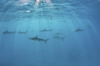 Blacktip reef sharks swimming under sunlit waters poster print.