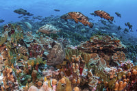 Marbled grouper spawning in the South Pass of Fakarava poster print by Brook Peterson.