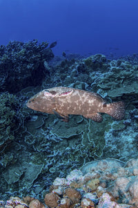 Grouper injured by hungry sharks poster print by Brook Peterson, vibrant marine life artwork