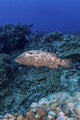 Grouper injured by hungry sharks poster print by Brook Peterson, vibrant marine life artwork