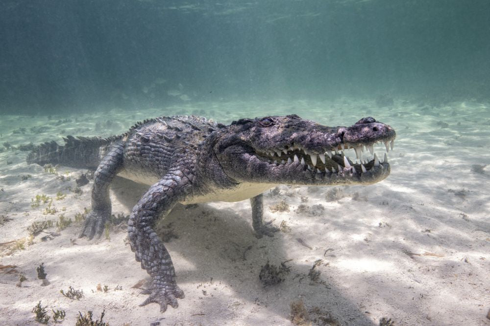 Crocodile Stalking Its Prey in the Caribbean Sea Poster Print by Brook Peterson