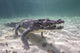 Crocodile Stalking Its Prey in the Caribbean Sea Poster Print by Brook Peterson