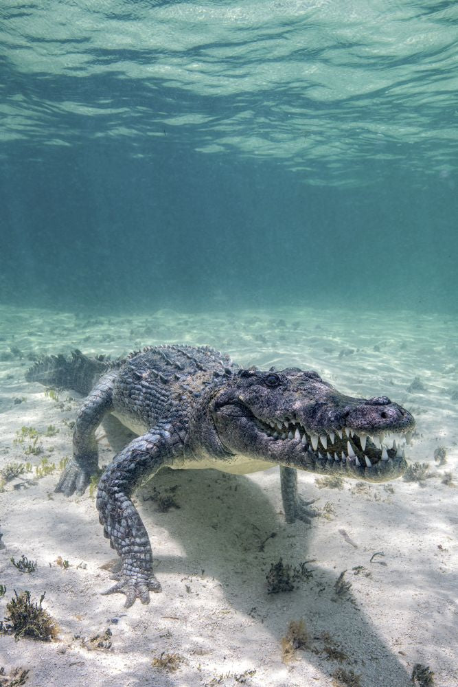 Crocodile swimming on the ocean floor in the Caribbean Sea poster print.