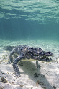 Crocodile swimming on the ocean floor in the Caribbean Sea poster print.