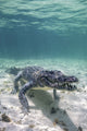 Crocodile swimming on the ocean floor in the Caribbean Sea poster print.
