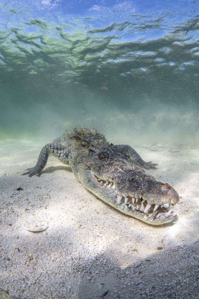 Crocodile underwater in the Caribbean Sea poster print by Brook Peterson
