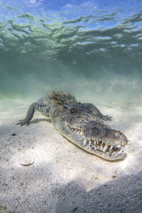 Crocodile underwater in the Caribbean Sea poster print by Brook Peterson