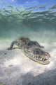 Crocodile underwater in the Caribbean Sea poster print by Brook Peterson