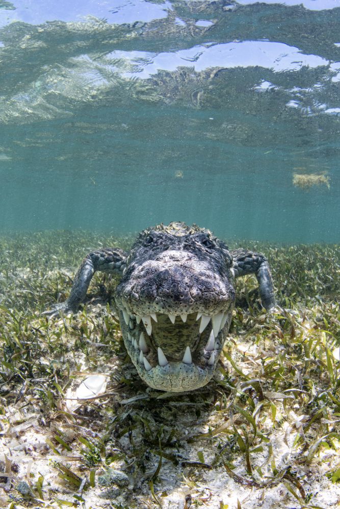 Angry crocodile poster print from the Caribbean Sea by Brook Peterson.
