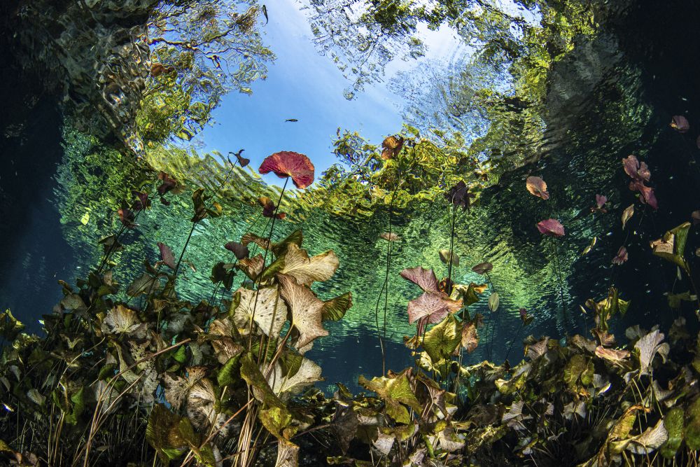 Garden of Lilies at Nicte Ha Cenote Poster Print by Brook Peterson