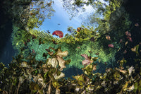 Garden of Lilies at Nicte Ha Cenote Poster Print by Brook Peterson
