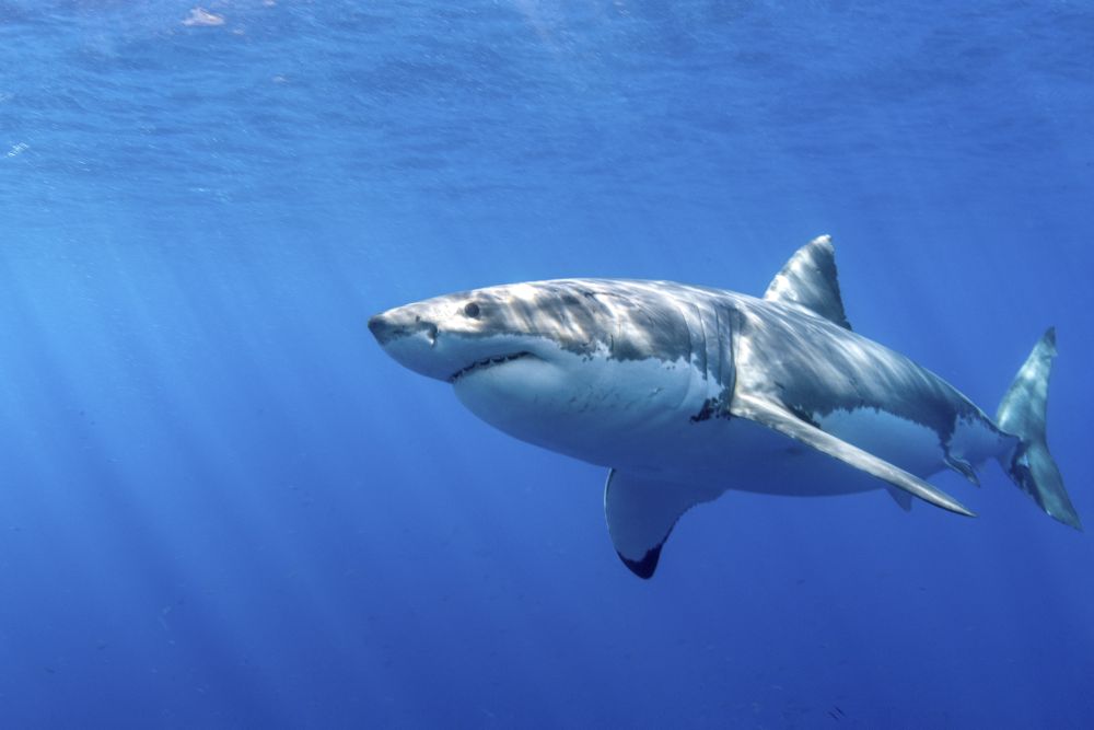Great White Shark Poster Print - Guadalupe Island, Mexico
