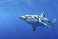 Great White Shark Poster Print - Guadalupe Island, Mexico