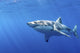 Great White Shark Poster Print - Guadalupe Island, Mexico